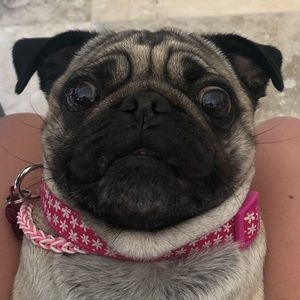 Meet your Posher, Mia